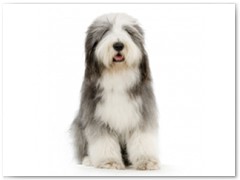 Bearded Collie € 120,- Indicatie trimbeurten 4a 6x per jaar