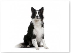Border Collie € 90,- Indicatie trimbeurten 4a 6x per jaar