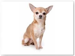 Chihuahua (langharig) € 75,- Indicatie trimbeurten 3a 4x per jaar