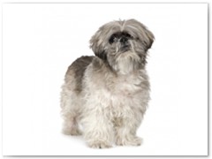 Lhasa Apso € 80,- Indicatie trimbeurten 4a 8x per jaar