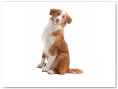 Nova Scotia Duck Tolling Retriever € 90,- Indicatie trimbeurten 2a 4x per jaar