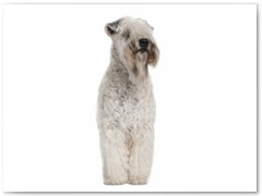 Soft Coated Wheaten Terrier € 80,00 Indicatie trimbeurten 4a 8x per jaar