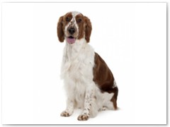 Welsh Springer Spaniel € 90,- Indicatie trimbeurten 4a 6x per jaar
