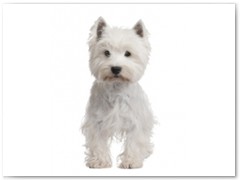 West highland White Terrier € 67,00 Indicatie trimbeurten 2a 4x per jaar